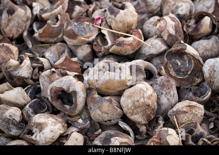 Un mucchio di gusci di noce di cocco Foto Stock