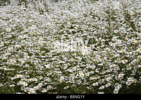 Masse di margherite Oxeye, margherite Ox eye, leucanthemum vulgare, in crescita in estate a Dorset, Regno Unito nel mese di giugno Foto Stock