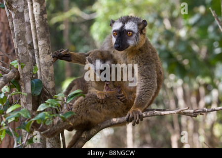 Femmina rosso fiammante lemure marrone con giovani del Madagascar Foto Stock