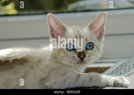Un Bengala nevoso gattino giocando sul pavimento Foto Stock