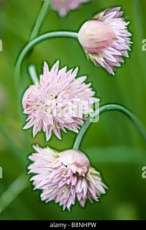 Erba cipollina Onion Flower Trio Foto Stock