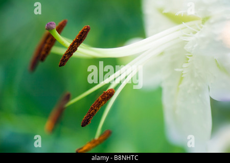 White Oriental Lily Close-up, sfondo verde Foto Stock