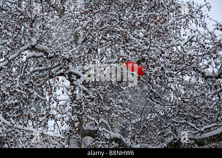 Due red ballons bloccato in un albero a Londra in Trafalgar Square durante il pilotaggio tempesta di neve del 2 febbraio 2009. Foto Stock