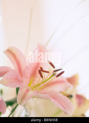 Rosa Oriental Lily Bouquet Foto Stock