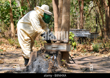 Apicoltore, apicoltura, Gambia, Africa occidentale Foto Stock