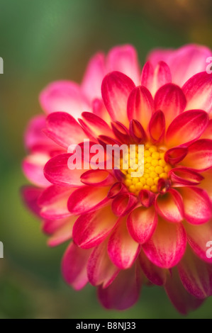 Lampone Rosa Picotee Fiore Dahlia con occhio giallo Close-up Foto Stock