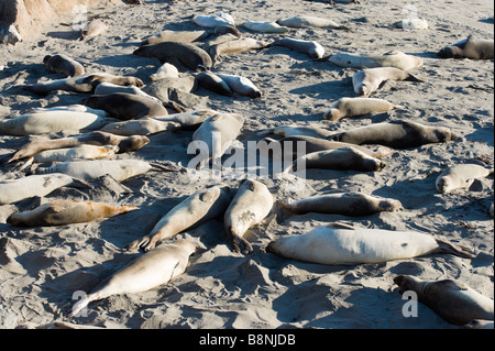 Elephant guarnizioni sul Big Sur Costa, Pacific Coast Highway, nel nord della California, Stati Uniti d'America Foto Stock