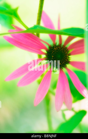 Rosa Coneflower spiata da sotto una foglia verde, sfondo illuminate dal sole Foto Stock