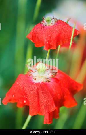 Papavero rosso fiore Duo Foto Stock