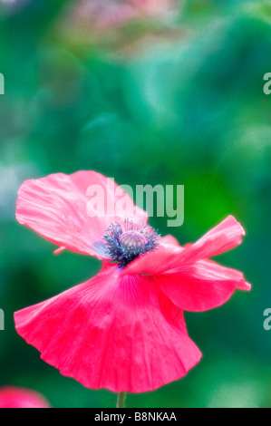 Immagine estiva della fioritura del fiore di papavero Foto Stock