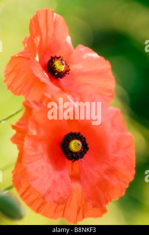 Due Red Shirley papaveri, sfondo verde Foto Stock