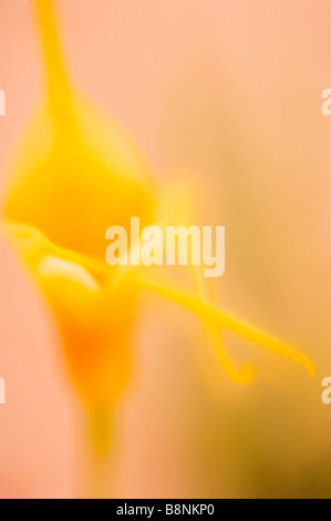 Giallo Orchidea Masdevallia Close-up Foto Stock