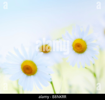 Modello di bianco Daisy Shasta fiori. Giardino estivo Foto Stock
