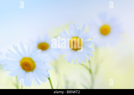 Modello di bianco Daisy Shasta fiori. Giardino estivo Foto Stock