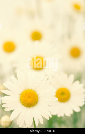 Modello di bianco Daisy Shasta fiori. Giardino estivo Foto Stock