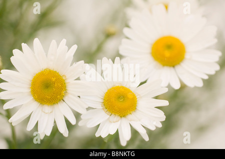 Modello di bianco Daisy Shasta fiori. Giardino estivo Foto Stock