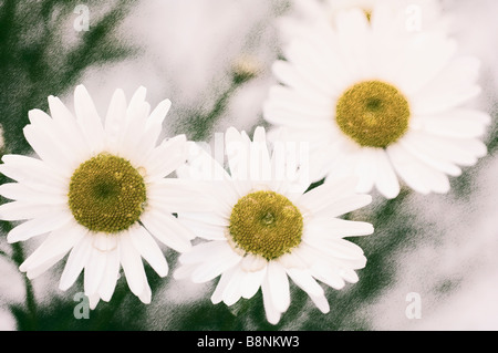 Modello di bianco Daisy Shasta fiori. Giardino estivo Foto Stock