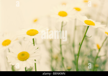 Modello di bianco Daisy Shasta fiori. Giardino estivo Foto Stock