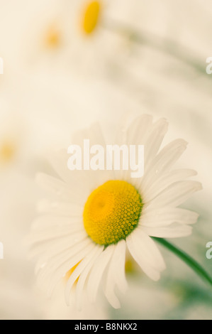 Modello di bianco Daisy Shasta fiori. Giardino estivo Foto Stock