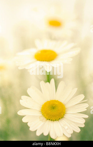 Modello di bianco Daisy Shasta fiori. Giardino estivo Foto Stock