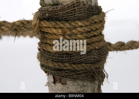 Legato albero giovane knot closeup. Foto Stock