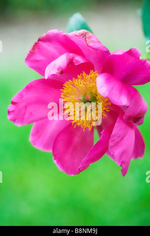 Vivid Rosa peonia singola con centro Giallo in fiore nel giardino di primavera Foto Stock