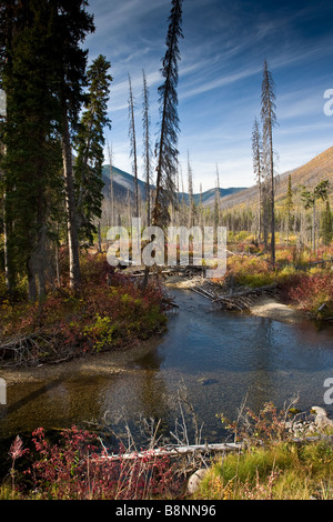 Fiume nella remota foresta nazionale Foto Stock