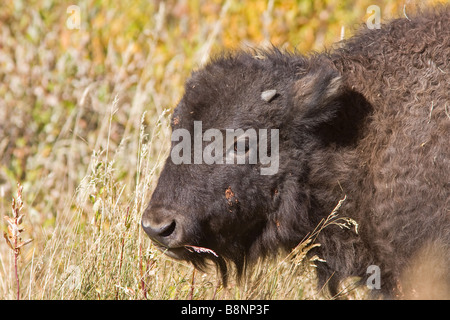 Il bisonte Yellowstone fino vicino Foto Stock