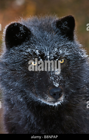 Ritratto del viso ricoperto di ghiaccio di un lupo grigio in fase nera, fotografato a -10 gradi F (-23 gradi C) in una riserva di lupo in Canada. Foto Stock
