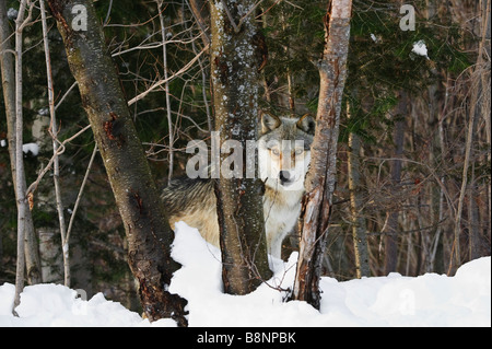 Lupo grigio in inverno guarda attraverso triple tronchi di alberi Foto Stock