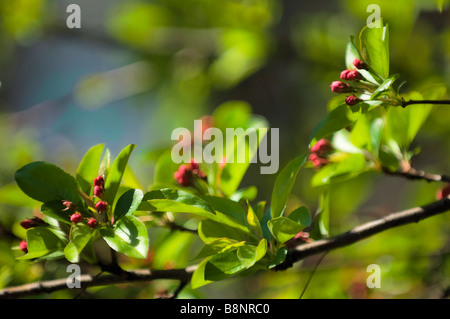 Boccioli di rosa sul dolce Crabapple Tree, ramo di albero con foglie di colore verde Foto Stock