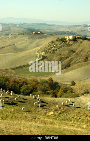 Pecora che pascola sui pendii selvatici della Sinese Creta Creta colline in provincia di Siena Foto Stock