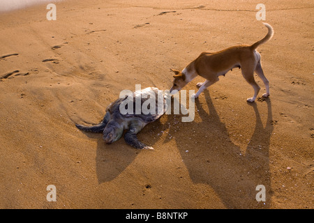 India Tamil Nadu Mamallapuram villaggio di pescatori di cane morto sniffing Olive Ridley Turtle sulla spiaggia Foto Stock