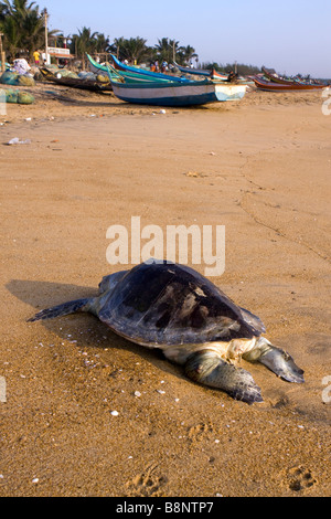 India Tamil Nadu Mamallapuram villaggio di pescatori morti Olive Ridley Turtle scartato sulla spiaggia Foto Stock