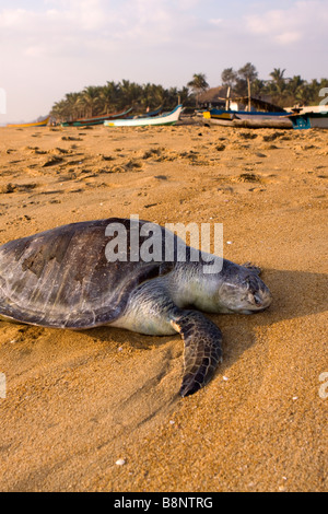 India Tamil Nadu Mamallapuram villaggio di pescatori morti Olive Ridley Turtle scartato sulla spiaggia Foto Stock