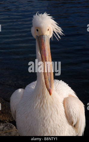 Great White Pelican con soffiaggio piume guardando in giù la sua bill Foto Stock