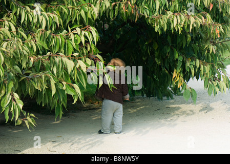 Bambino in piedi sotto agli alberi, vista posteriore Foto Stock