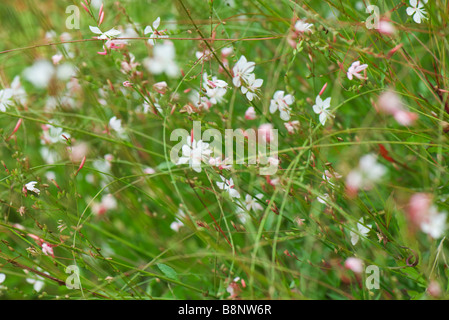 Whirling farfalle (Gaura lindheimeri) Foto Stock