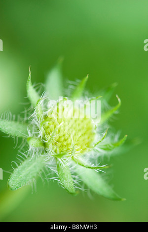 Campo scabiosa bud (Knautia arvense), close-up Foto Stock