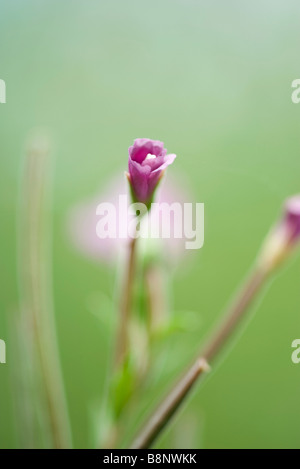 Marsh Willowherb (Epilobium palustre) Foto Stock