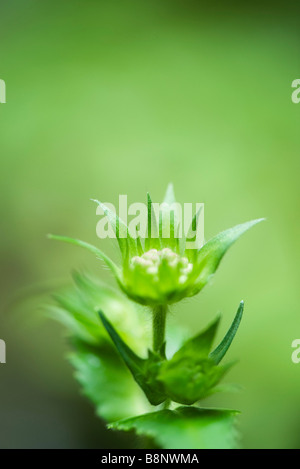 La Scabiosa germoglio di fiore e sepali Foto Stock