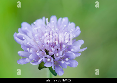 La Scabiosa fiore, close-up Foto Stock