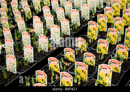 Righe di giovani Daffodil di piante in vaso, in un asilo / garden center, tutti pronti per la vendita e per essere piantato fuori. Foto Stock