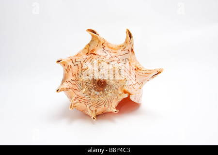 Seashell esotici IMPERIALIS VOLUTA - Vista posteriore - isolato su bianco Foto Stock