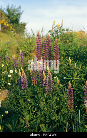 Grandi lasciava lupini - blossoms / Lupinus polyphyllus Foto Stock