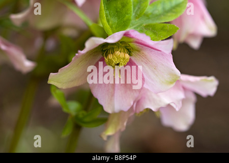 Rosa pallido e l'elleboro bianco (Helleborus orientalis) in fiore in primavera nel Sussex, England, Regno Unito Foto Stock