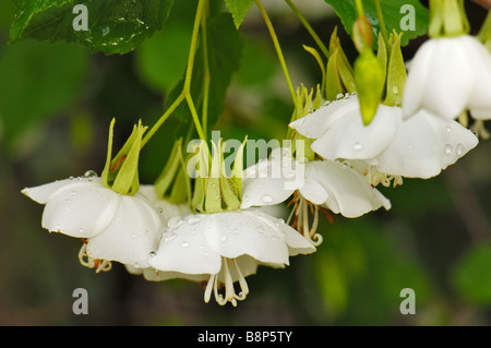 Fragranti Dombeya tiliacea ornato di fiori con gocce di pioggia Foto Stock