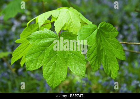 Foglie di acero in Bluebell boschi primavera Foto Stock