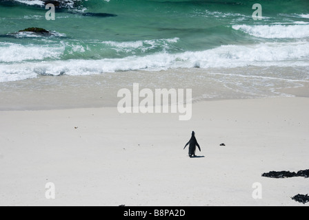 Lone Jackass penguin oceano si avvicina a Boulders Beach Foto Stock