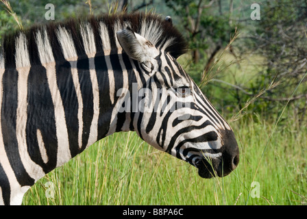 Testa di Zebra nel profilo. Pilansberg, Sud Africa. Foto Stock